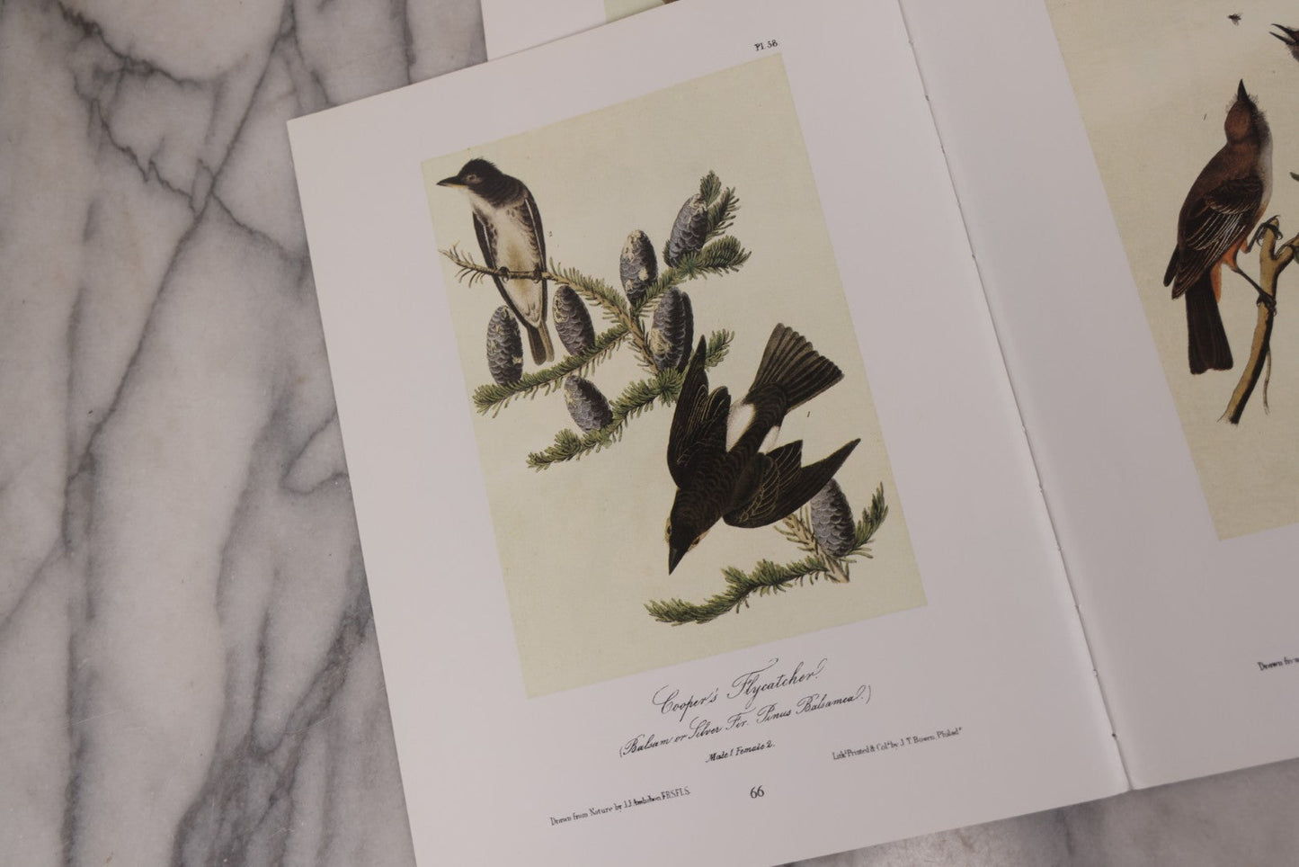 Lot 130 - Grouping Of Modern Loose And Partially Bound Double-Sided Book Plate Prints Of Various Bird Species, Drawn From Nature By J.J. Audubon, Reproduced From Original Lithographs By J.T. Brown