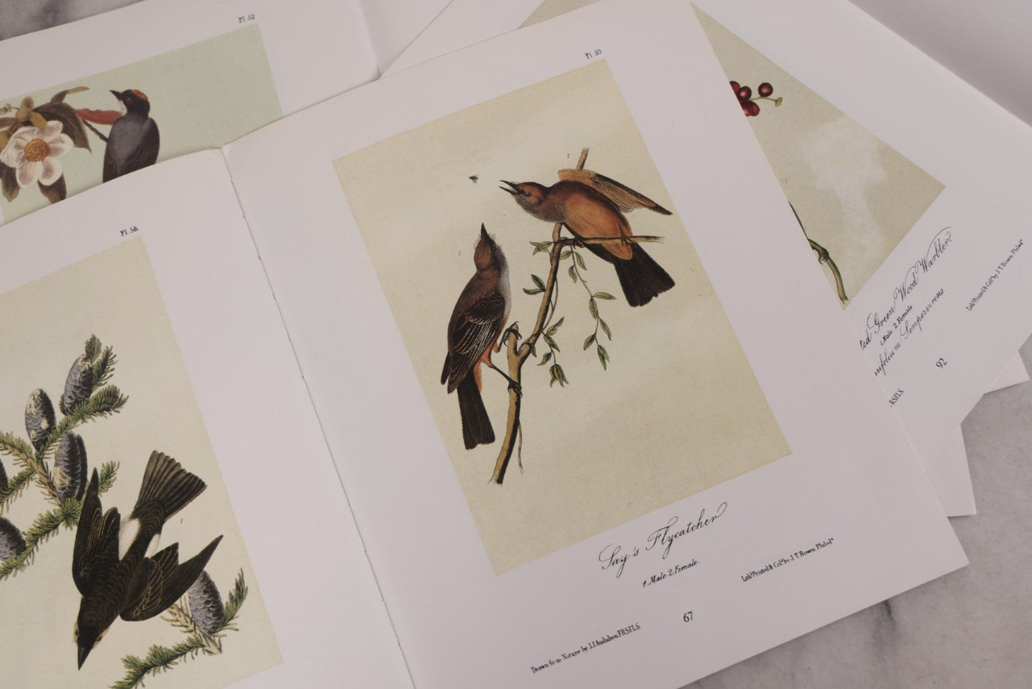 Lot 130 - Grouping Of Modern Loose And Partially Bound Double-Sided Book Plate Prints Of Various Bird Species, Drawn From Nature By J.J. Audubon, Reproduced From Original Lithographs By J.T. Brown