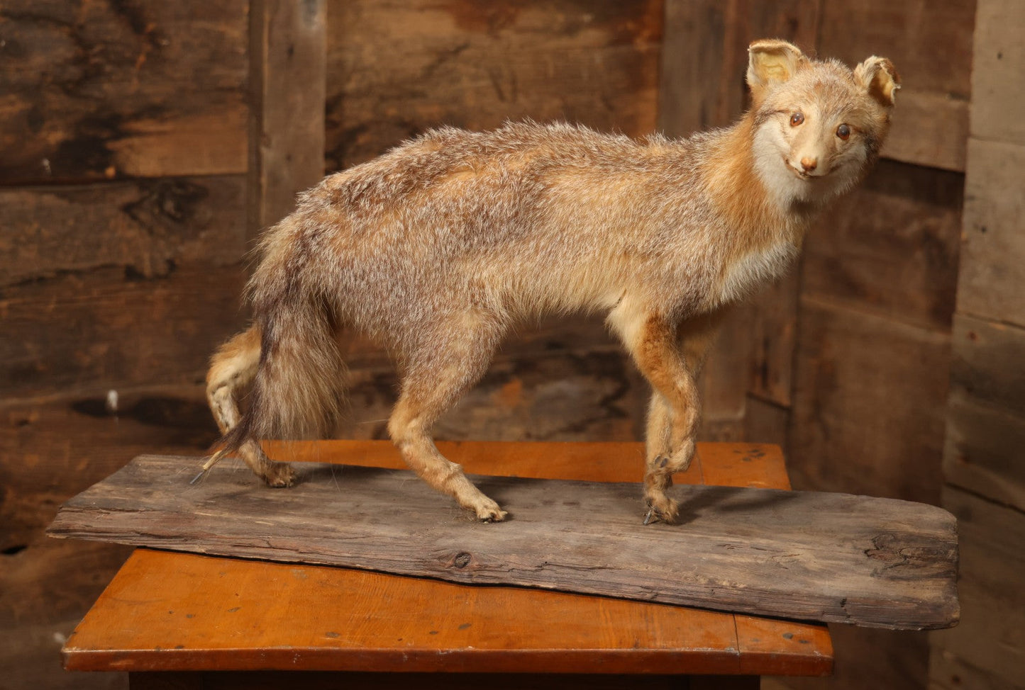 Vintage Taxidermy Fox Mount On Wooden Base, 32-3/4" L X 18-1/2" H