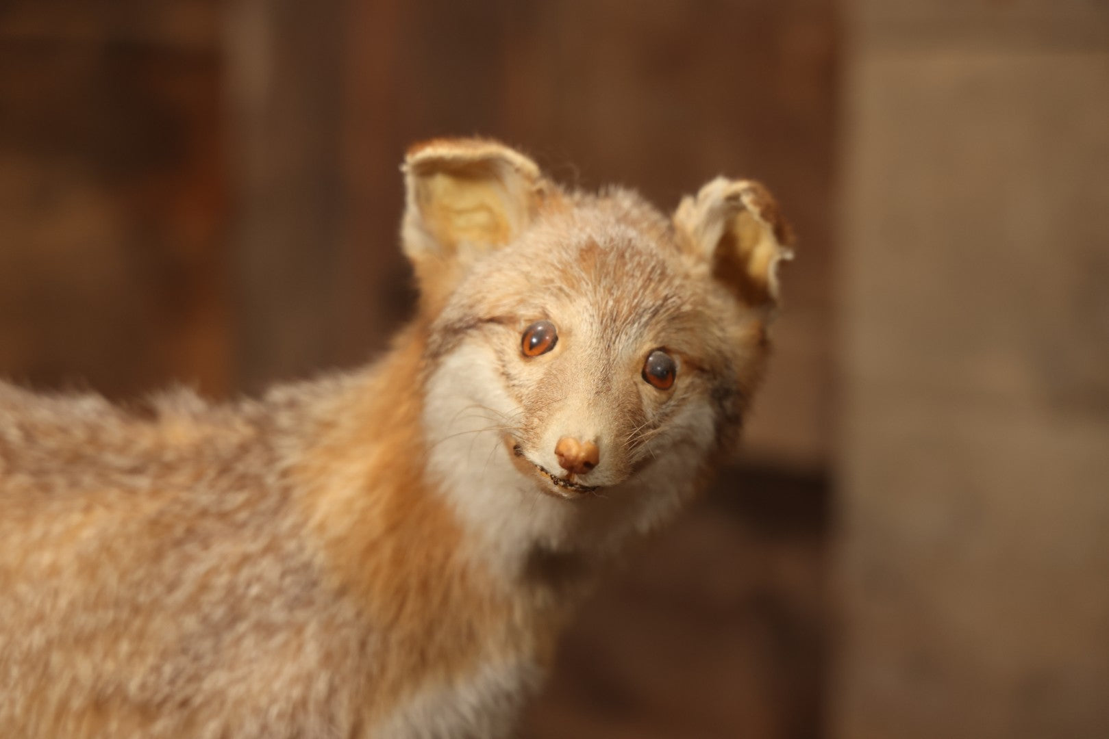 Vintage Taxidermy Fox Mount On Wooden Base, 32-3/4" L X 18-1/2" H