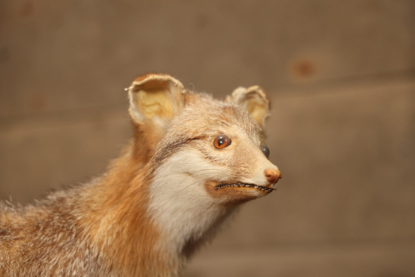 Vintage Taxidermy Fox Mount On Wooden Base, 32-3/4" L X 18-1/2" H
