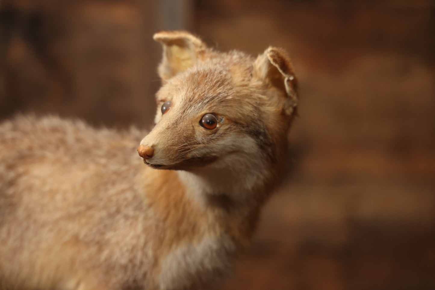 Vintage Taxidermy Fox Mount On Wooden Base, 32-3/4" L X 18-1/2" H