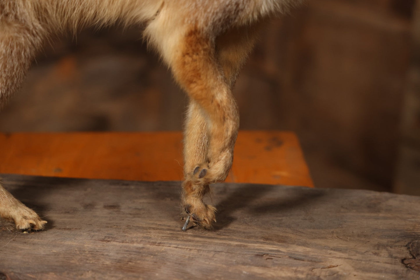 Vintage Taxidermy Fox Mount On Wooden Base, 32-3/4" L X 18-1/2" H