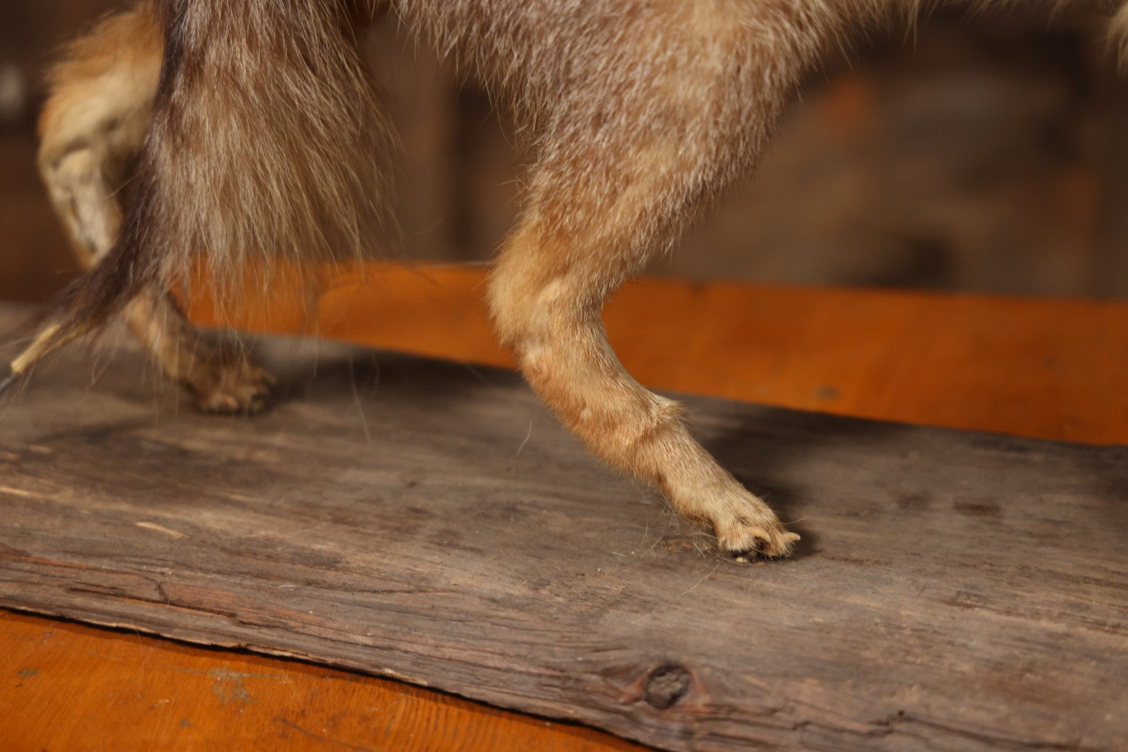Vintage Taxidermy Fox Mount On Wooden Base, 32-3/4" L X 18-1/2" H