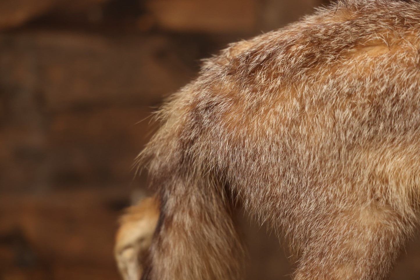 Vintage Taxidermy Fox Mount On Wooden Base, 32-3/4" L X 18-1/2" H