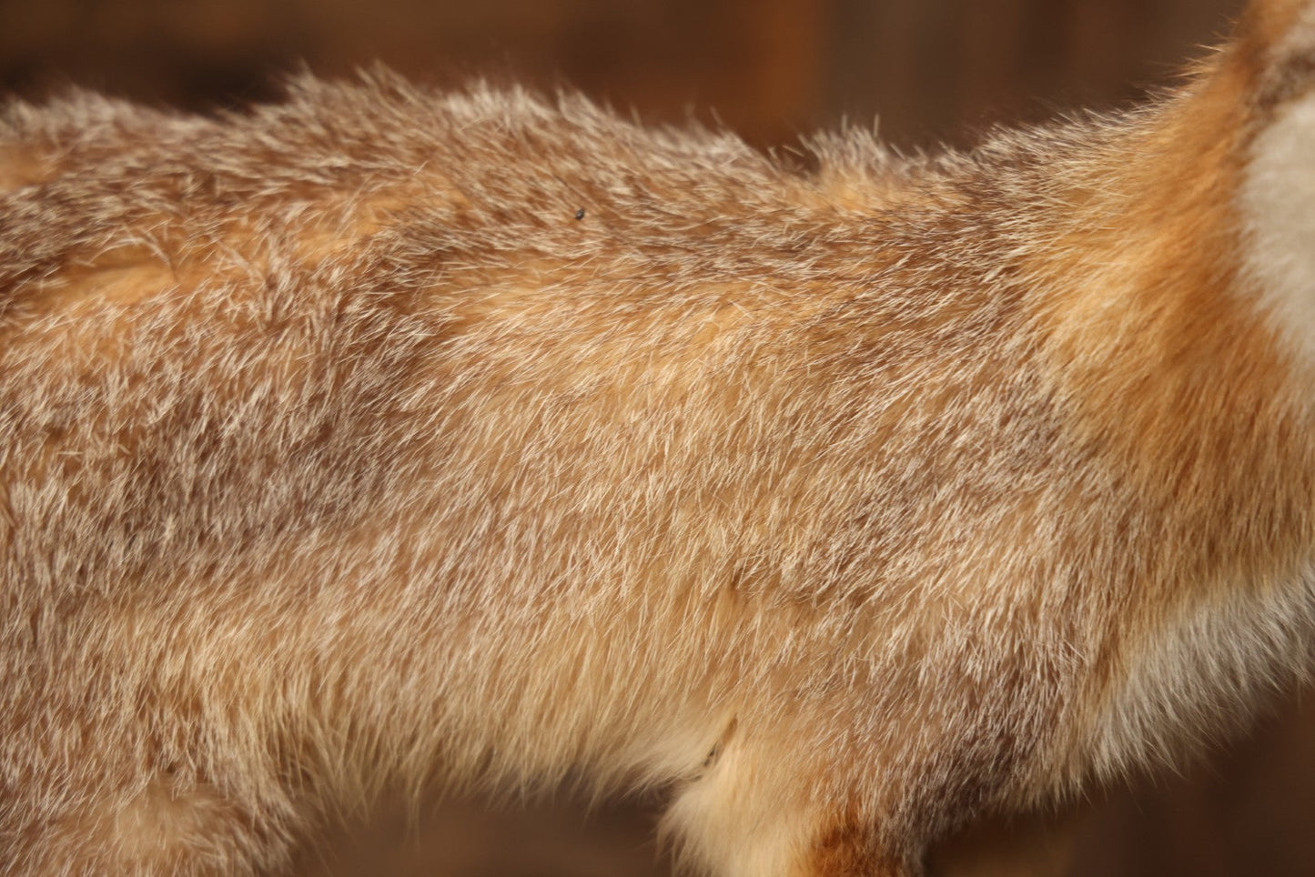 Vintage Taxidermy Fox Mount On Wooden Base, 32-3/4" L X 18-1/2" H