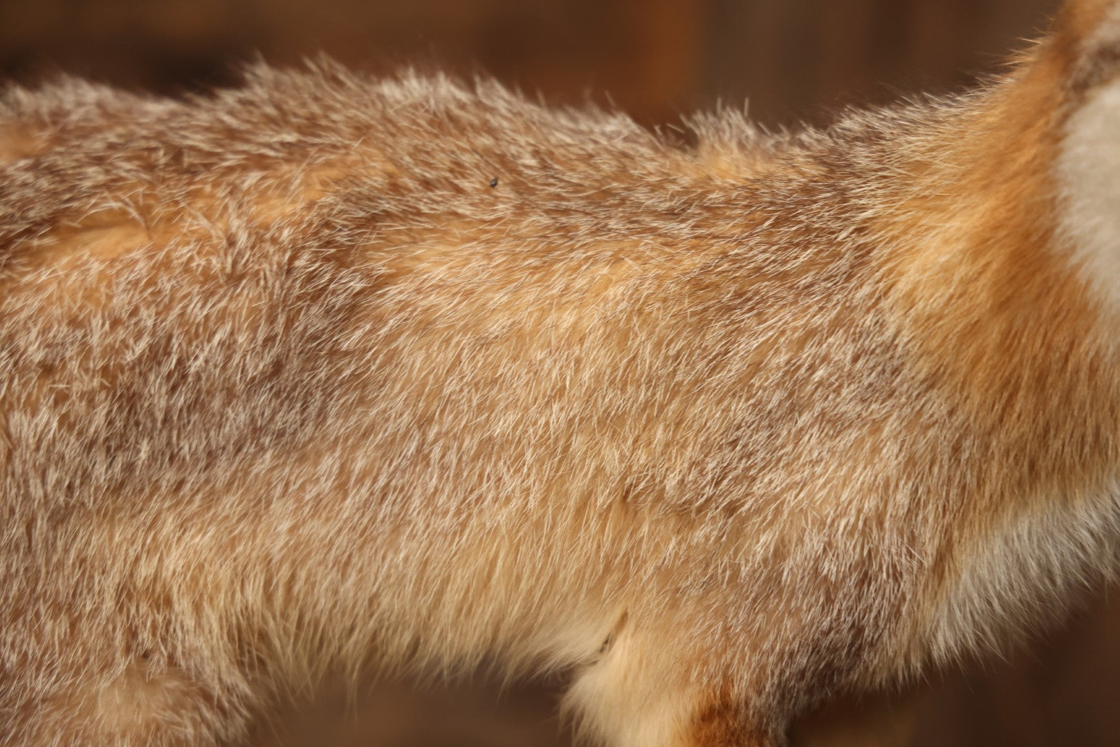 Vintage Taxidermy Fox Mount On Wooden Base, 32-3/4" L X 18-1/2" H
