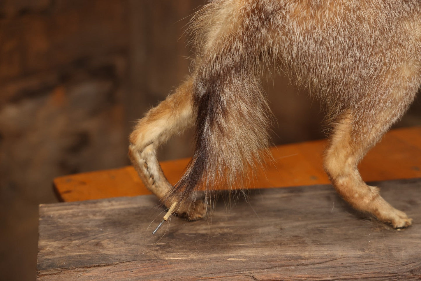 Vintage Taxidermy Fox Mount On Wooden Base, 32-3/4" L X 18-1/2" H