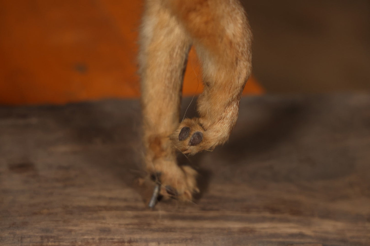 Vintage Taxidermy Fox Mount On Wooden Base, 32-3/4" L X 18-1/2" H