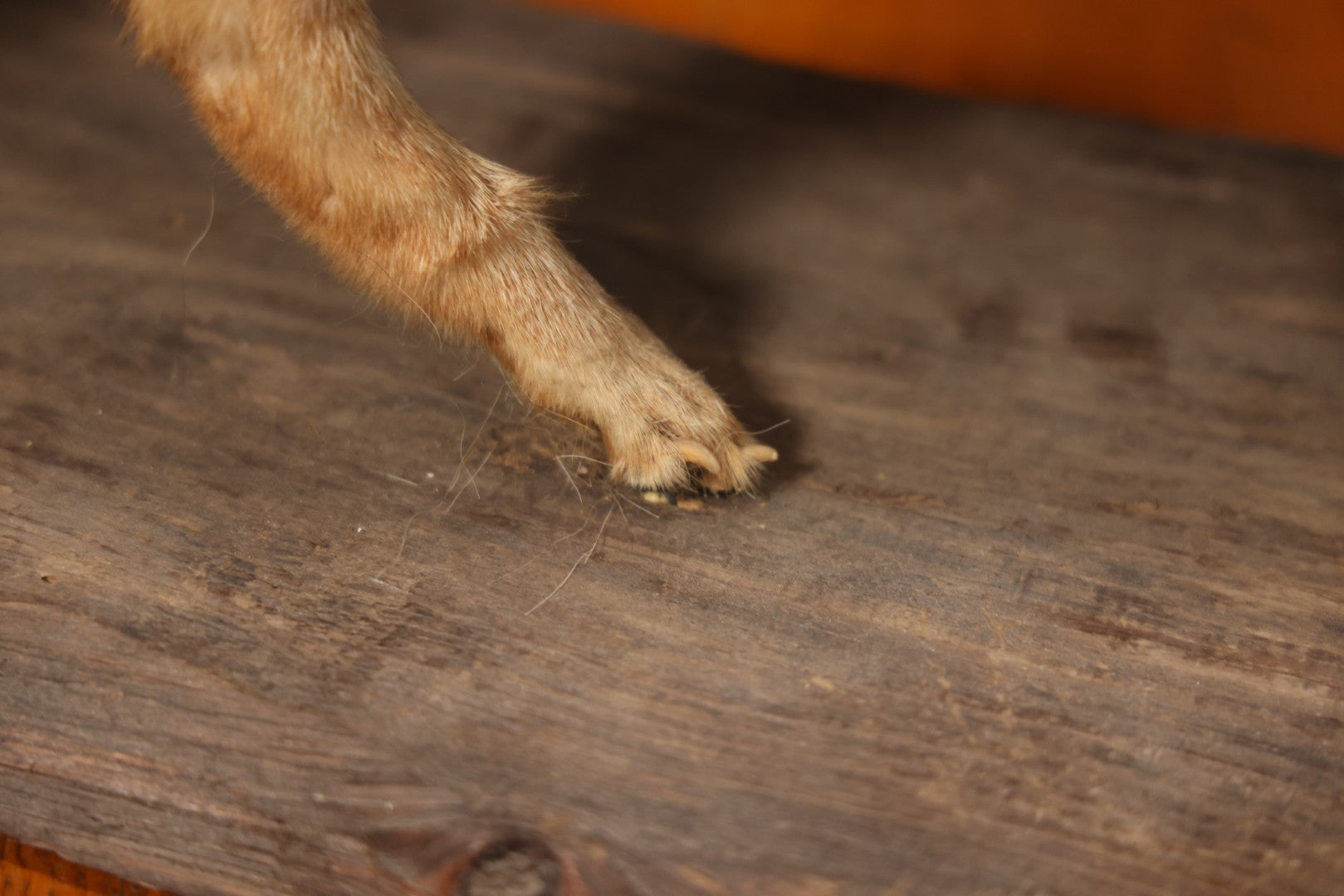 Vintage Taxidermy Fox Mount On Wooden Base, 32-3/4" L X 18-1/2" H