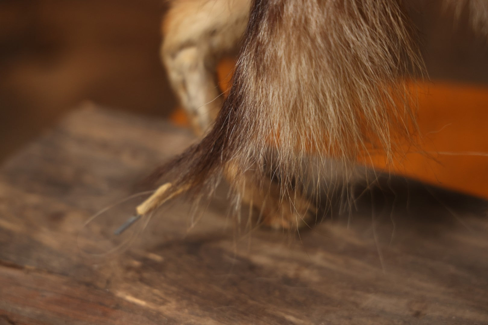 Vintage Taxidermy Fox Mount On Wooden Base, 32-3/4" L X 18-1/2" H