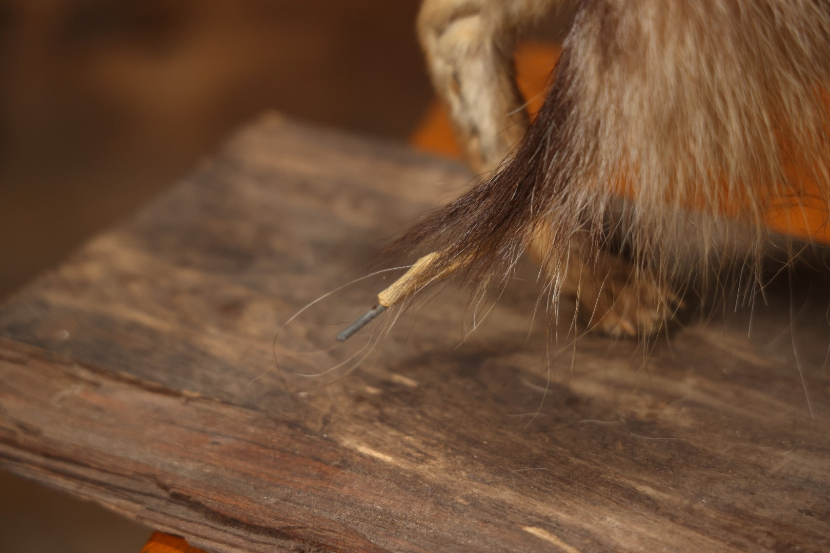 Vintage Taxidermy Fox Mount On Wooden Base, 32-3/4" L X 18-1/2" H