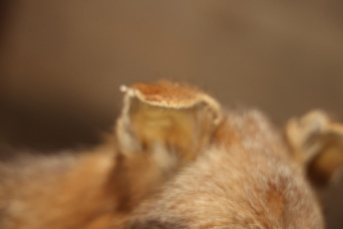 Vintage Taxidermy Fox Mount On Wooden Base, 32-3/4" L X 18-1/2" H