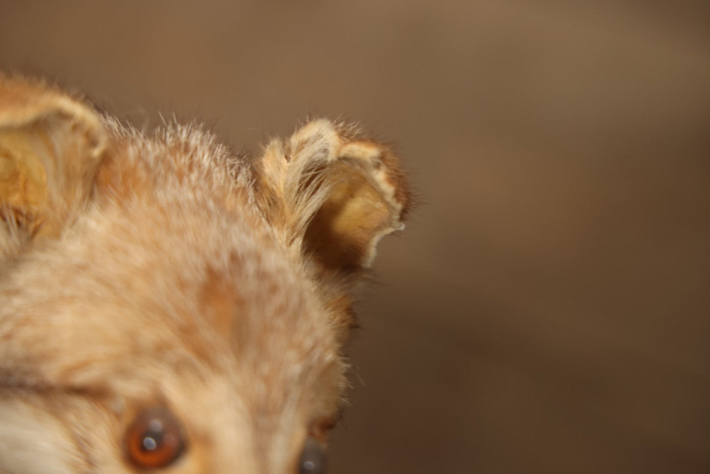Vintage Taxidermy Fox Mount On Wooden Base, 32-3/4" L X 18-1/2" H