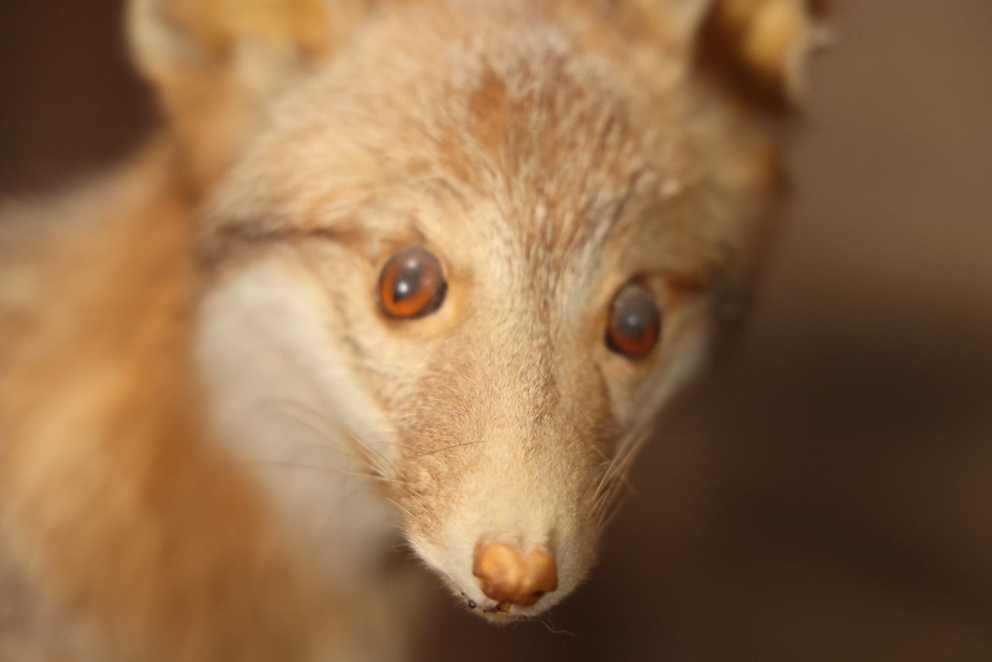 Vintage Taxidermy Fox Mount On Wooden Base, 32-3/4" L X 18-1/2" H