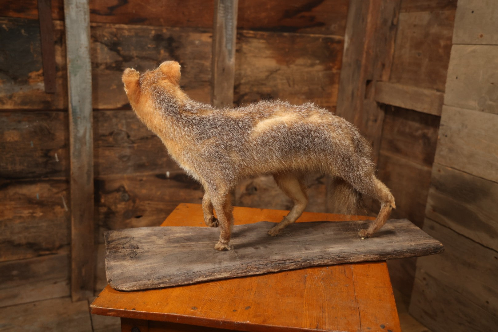 Vintage Taxidermy Fox Mount On Wooden Base, 32-3/4" L X 18-1/2" H