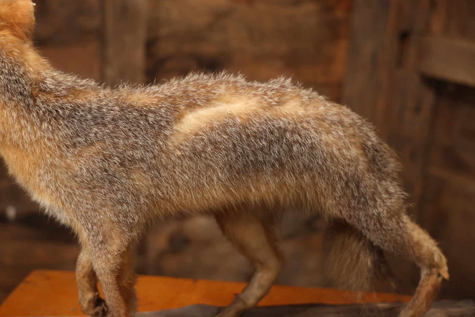 Vintage Taxidermy Fox Mount On Wooden Base, 32-3/4" L X 18-1/2" H
