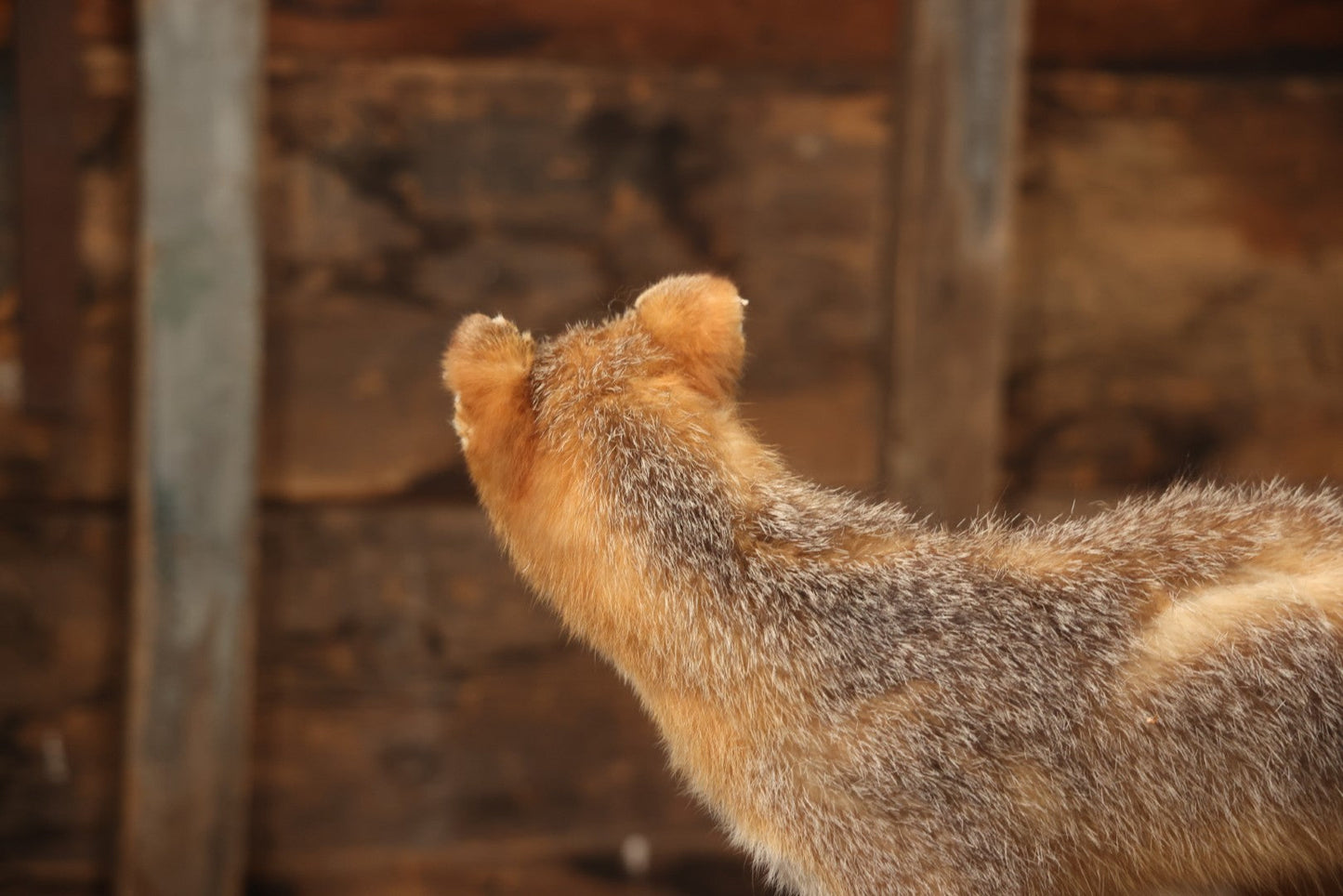 Vintage Taxidermy Fox Mount On Wooden Base, 32-3/4" L X 18-1/2" H