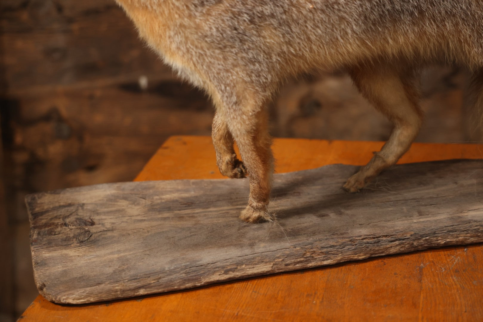 Vintage Taxidermy Fox Mount On Wooden Base, 32-3/4" L X 18-1/2" H