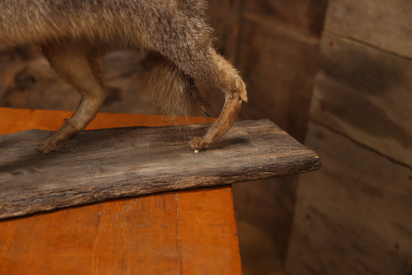 Vintage Taxidermy Fox Mount On Wooden Base, 32-3/4" L X 18-1/2" H