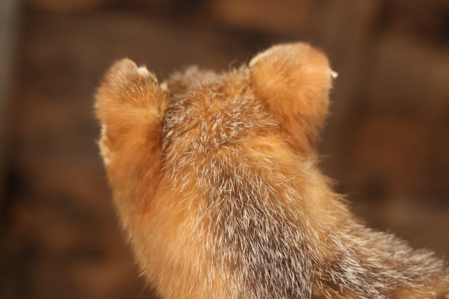 Vintage Taxidermy Fox Mount On Wooden Base, 32-3/4" L X 18-1/2" H