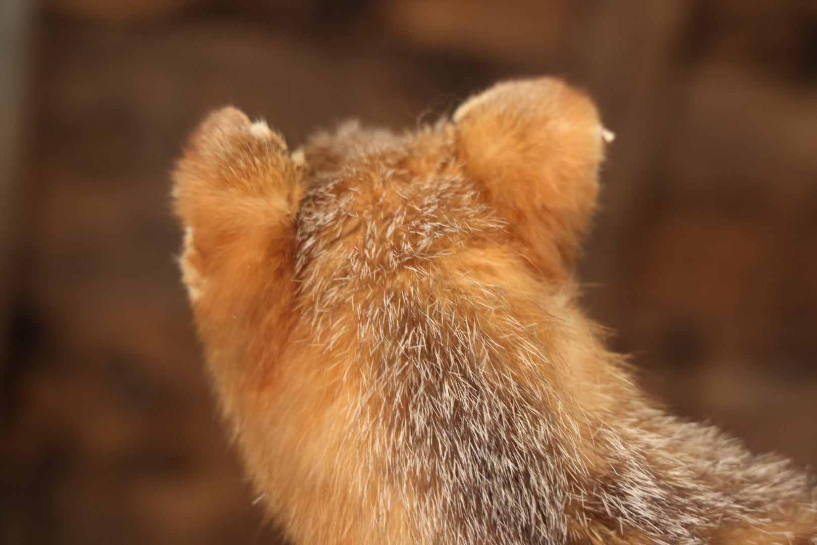 Vintage Taxidermy Fox Mount On Wooden Base, 32-3/4" L X 18-1/2" H