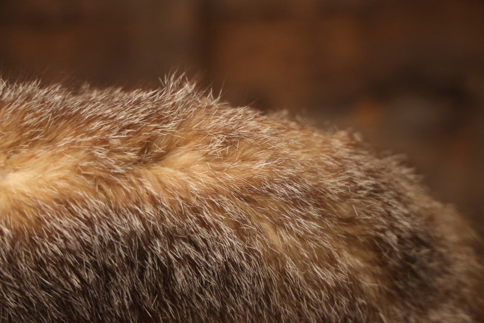 Vintage Taxidermy Fox Mount On Wooden Base, 32-3/4" L X 18-1/2" H