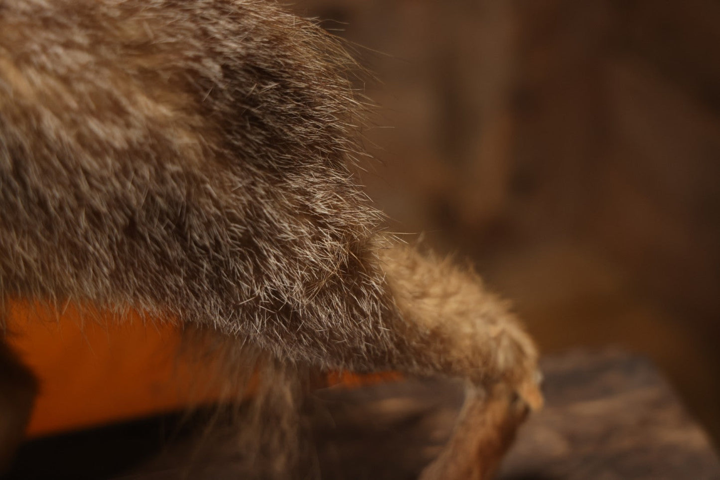 Vintage Taxidermy Fox Mount On Wooden Base, 32-3/4" L X 18-1/2" H