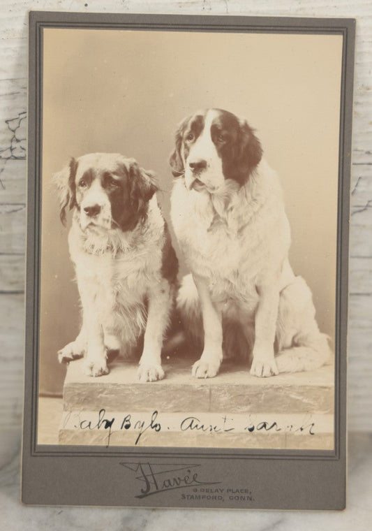 Lot 015 - Antique Cabinet Card Photograph Of Two Saint Bernard Dogs Identified As Baby Bylo And Aunt Sarah, Photographed By T. Havee, Stamford, Connecticut