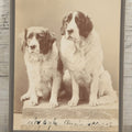 Lot 015 - Antique Cabinet Card Photograph Of Two Saint Bernard Dogs Identified As Baby Bylo And Aunt Sarah, Photographed By T. Havee, Stamford, Connecticut