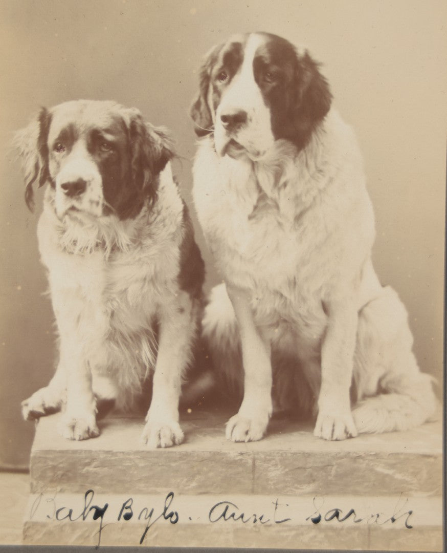 Lot 015 - Antique Cabinet Card Photograph Of Two Saint Bernard Dogs Identified As Baby Bylo And Aunt Sarah, Photographed By T. Havee, Stamford, Connecticut