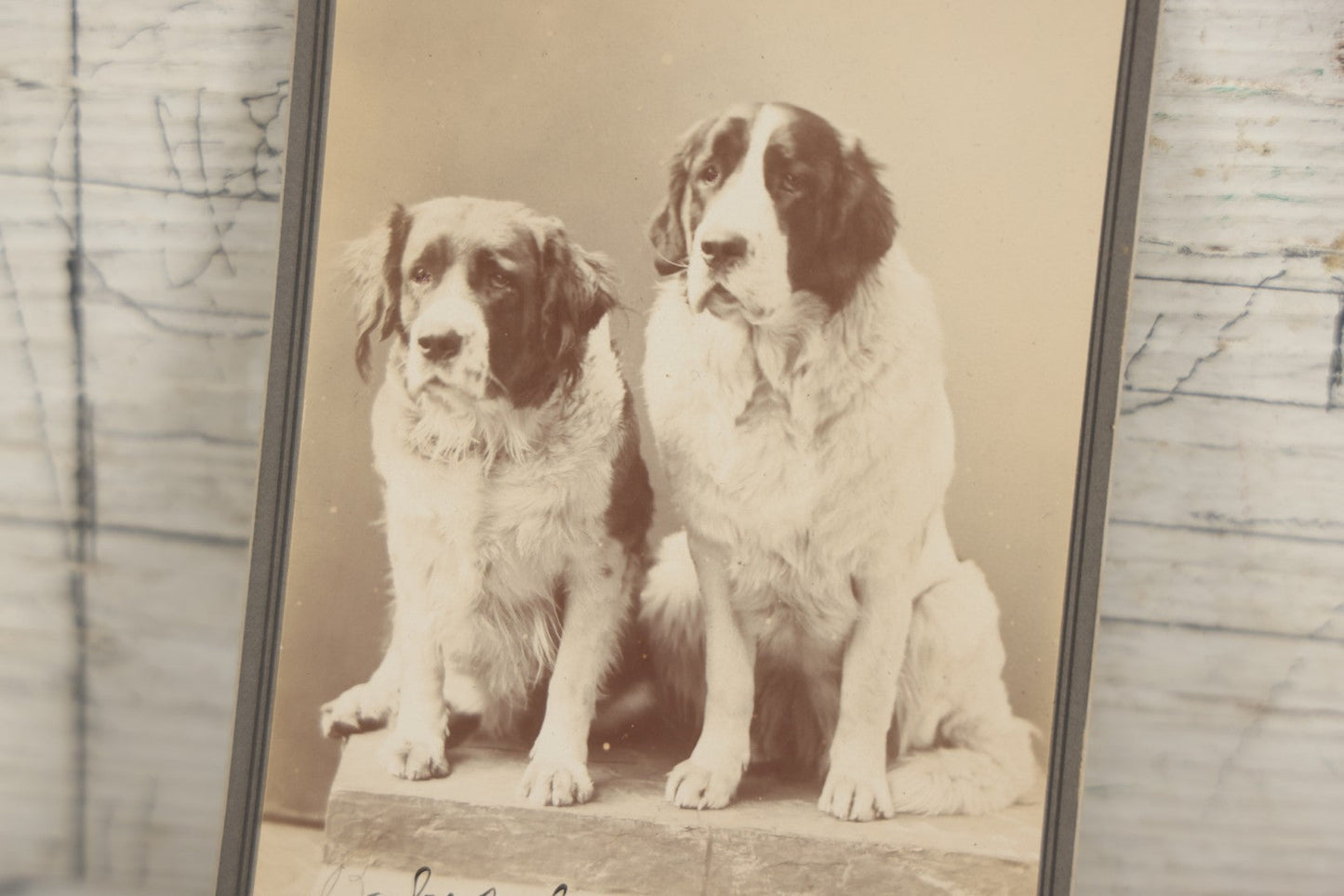 Lot 015 - Antique Cabinet Card Photograph Of Two Saint Bernard Dogs Identified As Baby Bylo And Aunt Sarah, Photographed By T. Havee, Stamford, Connecticut