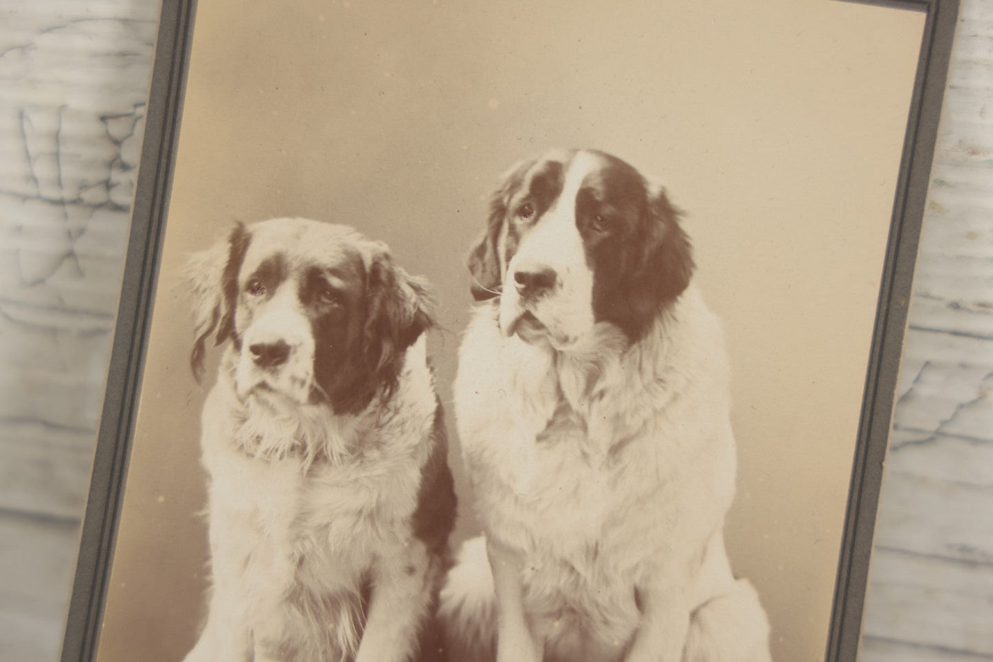 Lot 015 - Antique Cabinet Card Photograph Of Two Saint Bernard Dogs Identified As Baby Bylo And Aunt Sarah, Photographed By T. Havee, Stamford, Connecticut