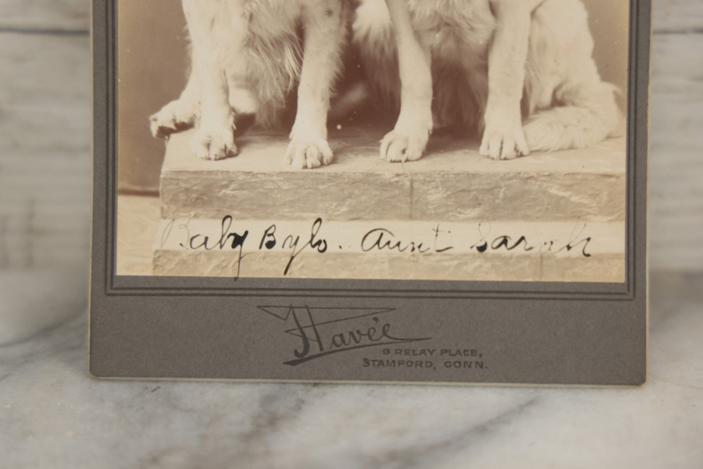 Lot 015 - Antique Cabinet Card Photograph Of Two Saint Bernard Dogs Identified As Baby Bylo And Aunt Sarah, Photographed By T. Havee, Stamford, Connecticut