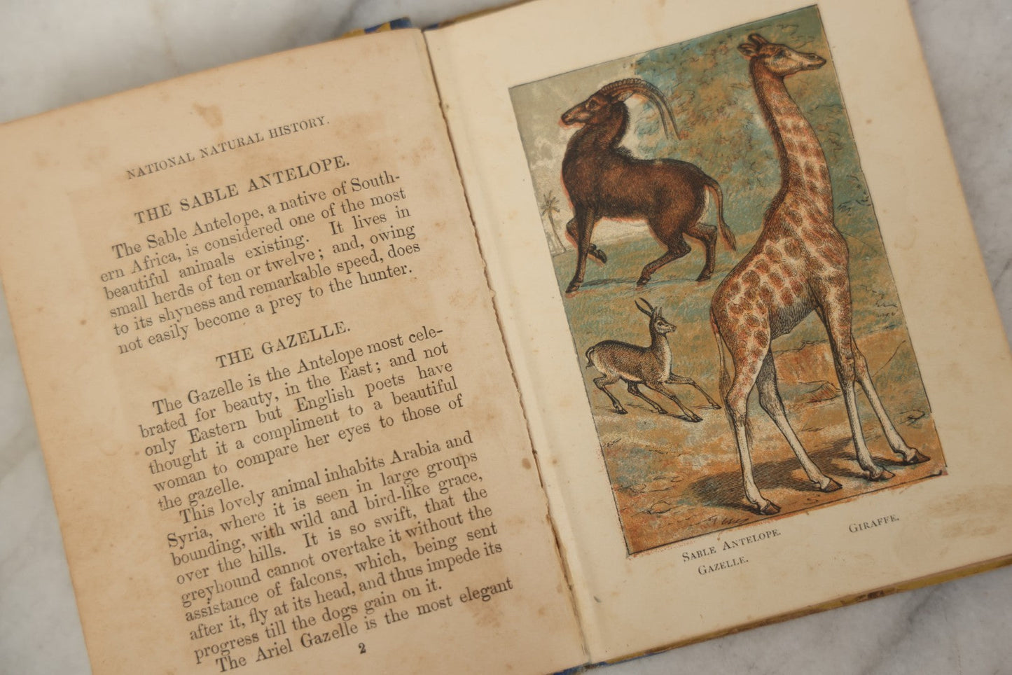 Lot 053 - "Warne's Picture Natural History: Birds And Animals" Antique Book Published By Frederick Warne & Co., London, Circa Late 19th Century