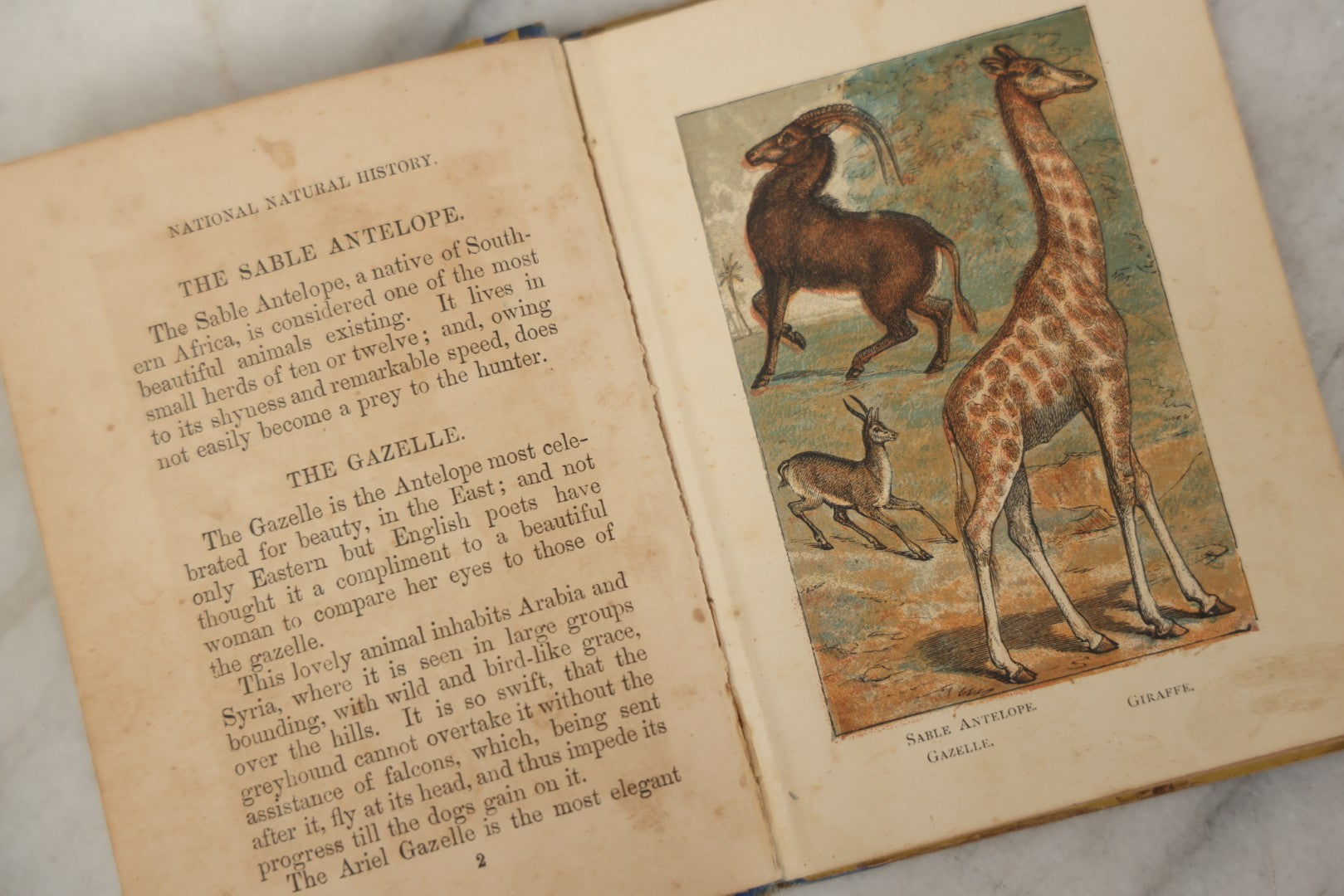 Lot 053 - "Warne's Picture Natural History: Birds And Animals" Antique Book Published By Frederick Warne & Co., London, Circa Late 19th Century