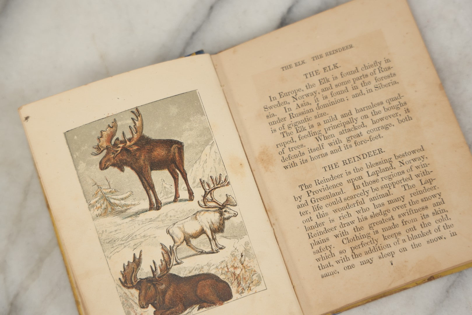 Lot 053 - "Warne's Picture Natural History: Birds And Animals" Antique Book Published By Frederick Warne & Co., London, Circa Late 19th Century