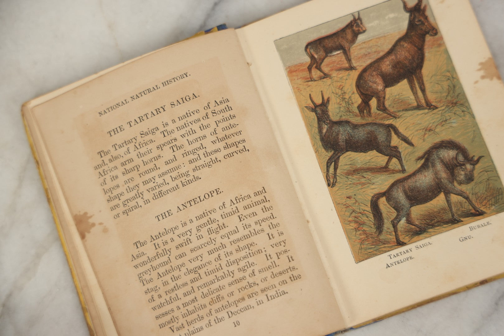 Lot 053 - "Warne's Picture Natural History: Birds And Animals" Antique Book Published By Frederick Warne & Co., London, Circa Late 19th Century