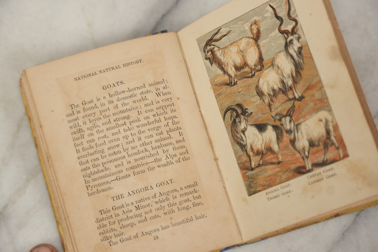 Lot 053 - "Warne's Picture Natural History: Birds And Animals" Antique Book Published By Frederick Warne & Co., London, Circa Late 19th Century