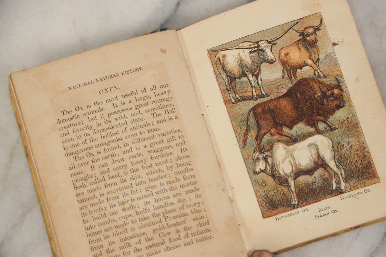 Lot 053 - "Warne's Picture Natural History: Birds And Animals" Antique Book Published By Frederick Warne & Co., London, Circa Late 19th Century