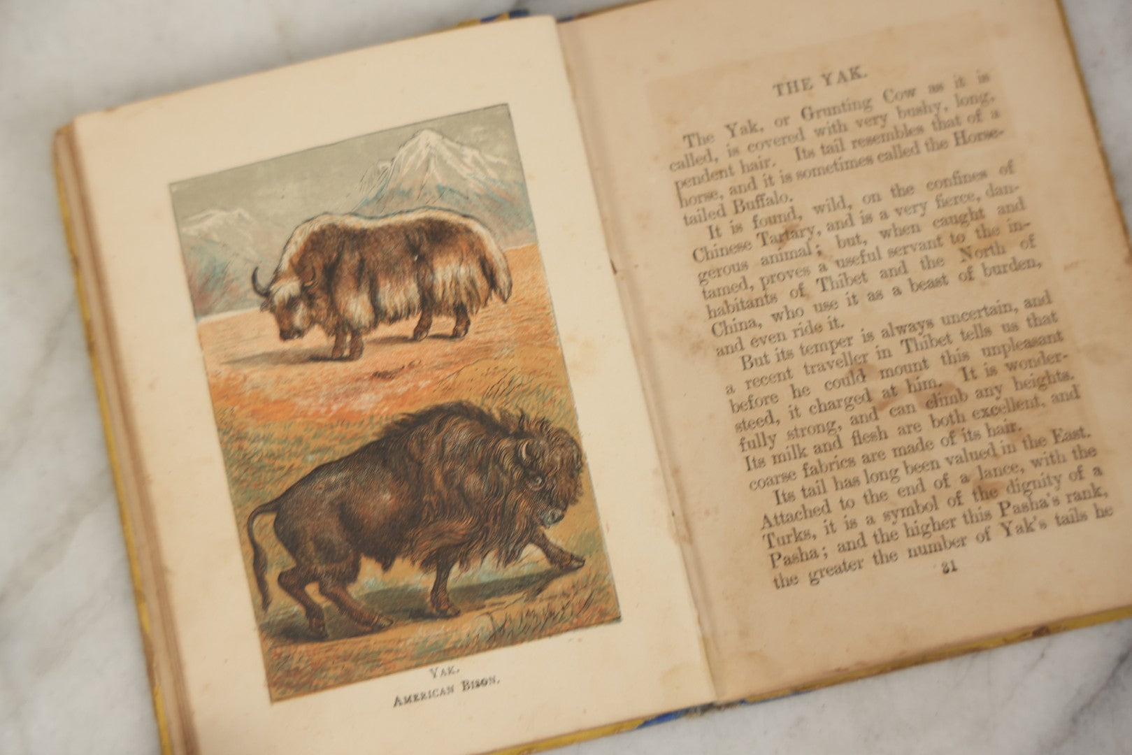 Lot 053 - "Warne's Picture Natural History: Birds And Animals" Antique Book Published By Frederick Warne & Co., London, Circa Late 19th Century