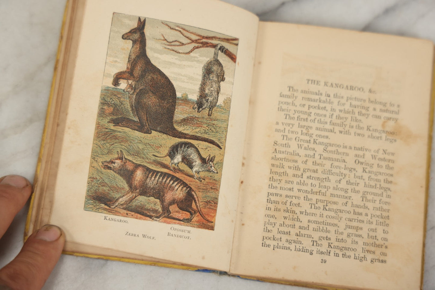 Lot 053 - "Warne's Picture Natural History: Birds And Animals" Antique Book Published By Frederick Warne & Co., London, Circa Late 19th Century