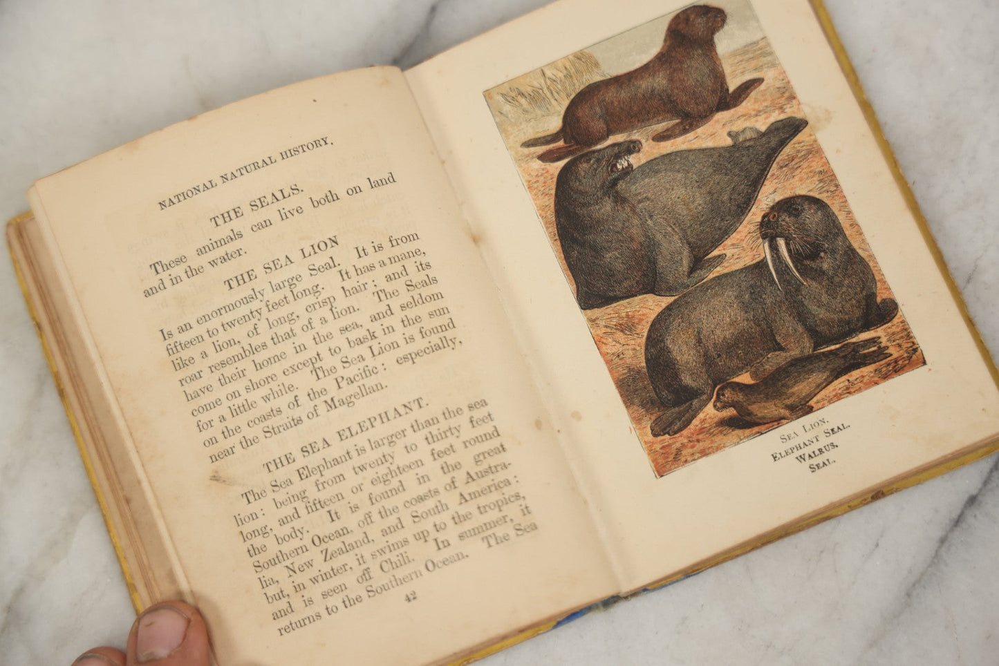 Lot 053 - "Warne's Picture Natural History: Birds And Animals" Antique Book Published By Frederick Warne & Co., London, Circa Late 19th Century