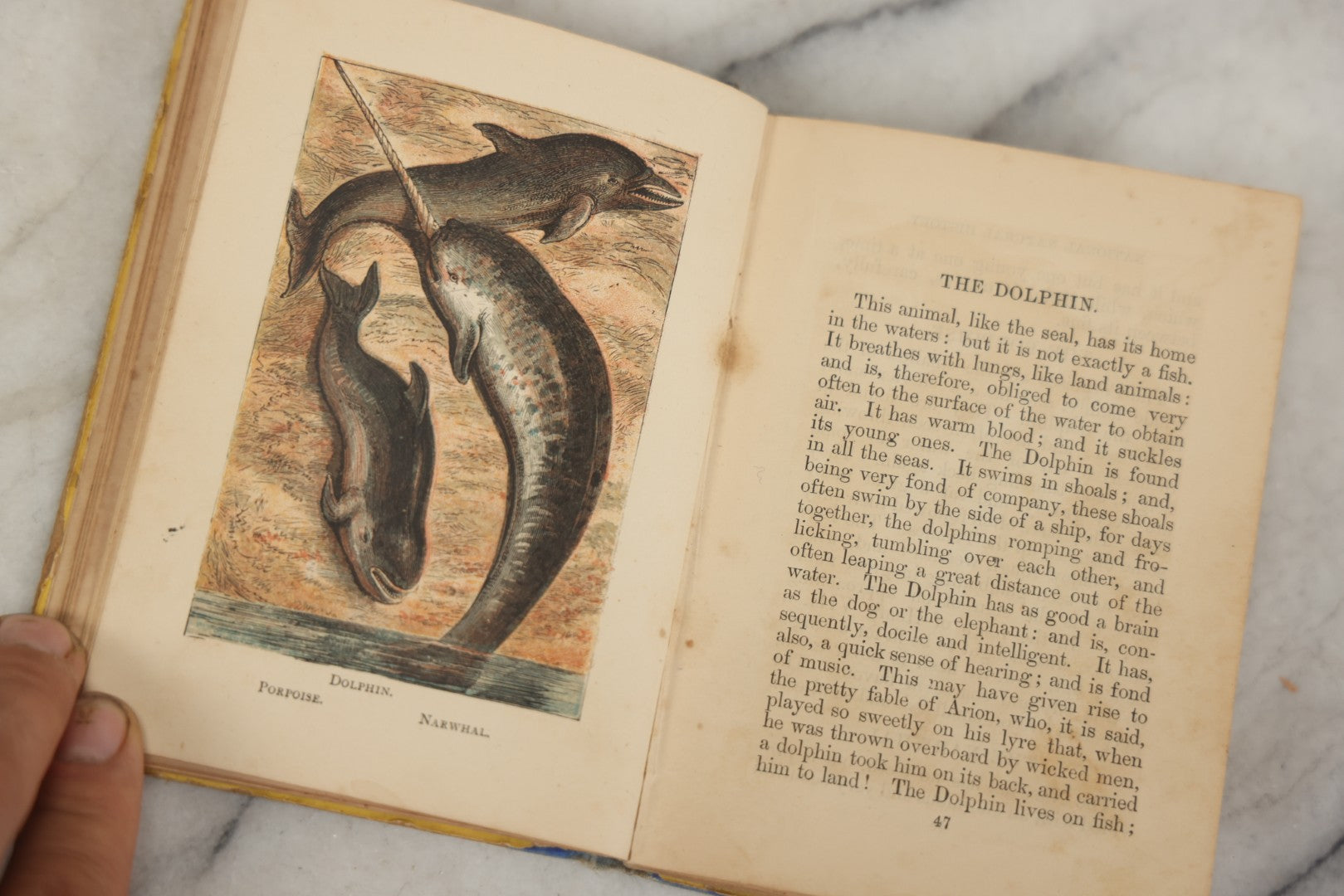 Lot 053 - "Warne's Picture Natural History: Birds And Animals" Antique Book Published By Frederick Warne & Co., London, Circa Late 19th Century