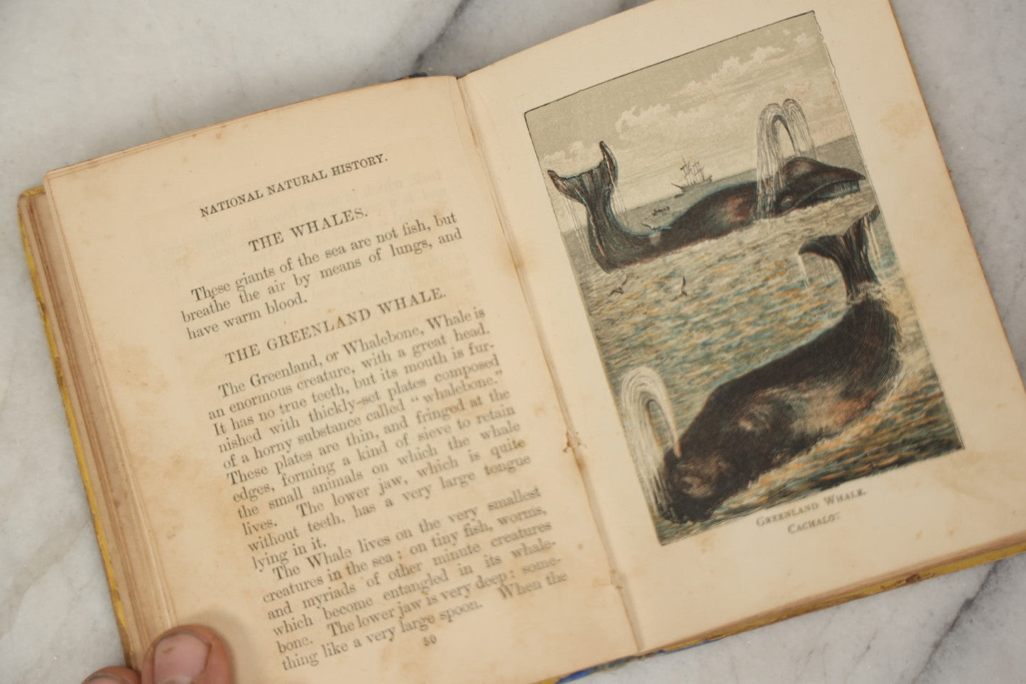 Lot 053 - "Warne's Picture Natural History: Birds And Animals" Antique Book Published By Frederick Warne & Co., London, Circa Late 19th Century