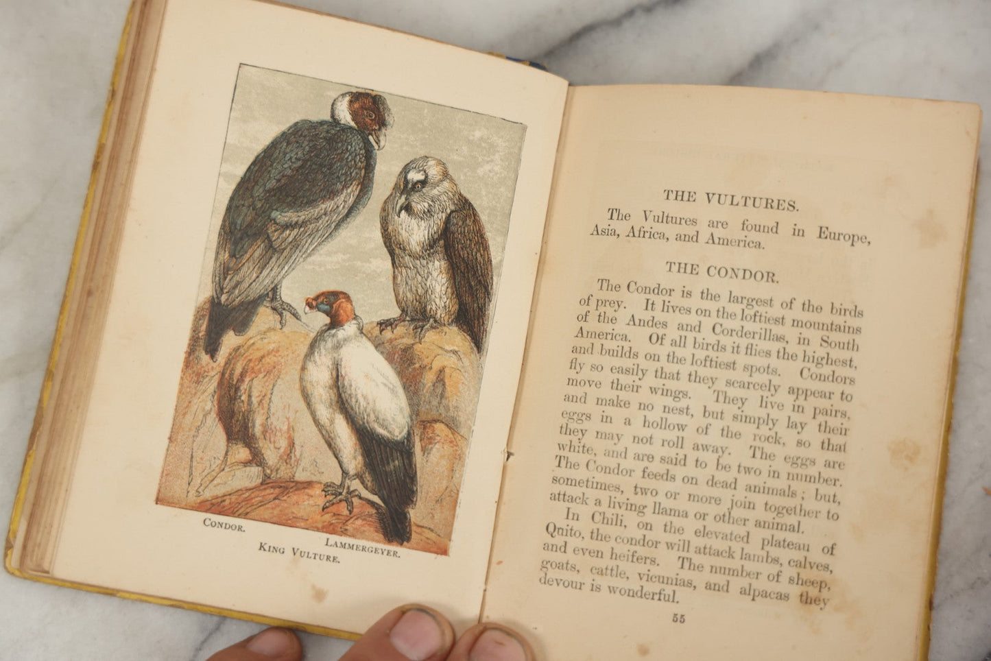 Lot 053 - "Warne's Picture Natural History: Birds And Animals" Antique Book Published By Frederick Warne & Co., London, Circa Late 19th Century