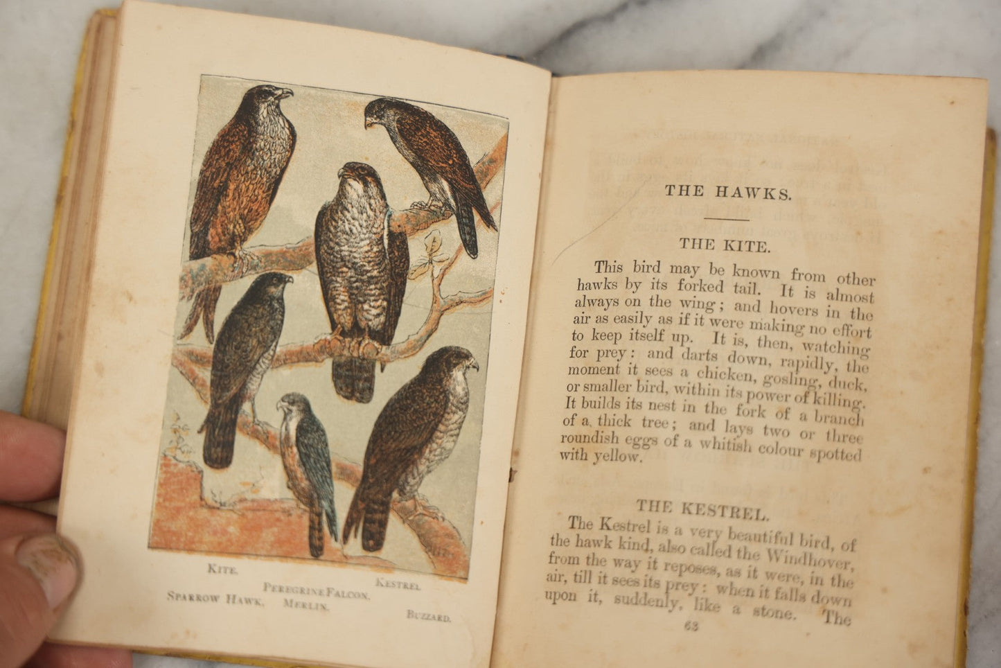 Lot 053 - "Warne's Picture Natural History: Birds And Animals" Antique Book Published By Frederick Warne & Co., London, Circa Late 19th Century