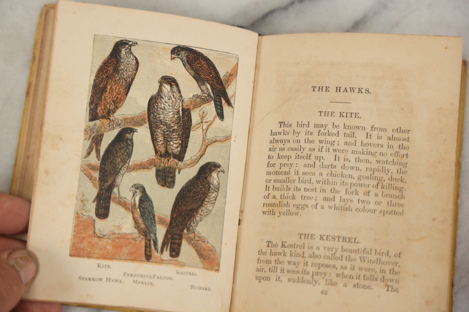 Lot 053 - "Warne's Picture Natural History: Birds And Animals" Antique Book Published By Frederick Warne & Co., London, Circa Late 19th Century
