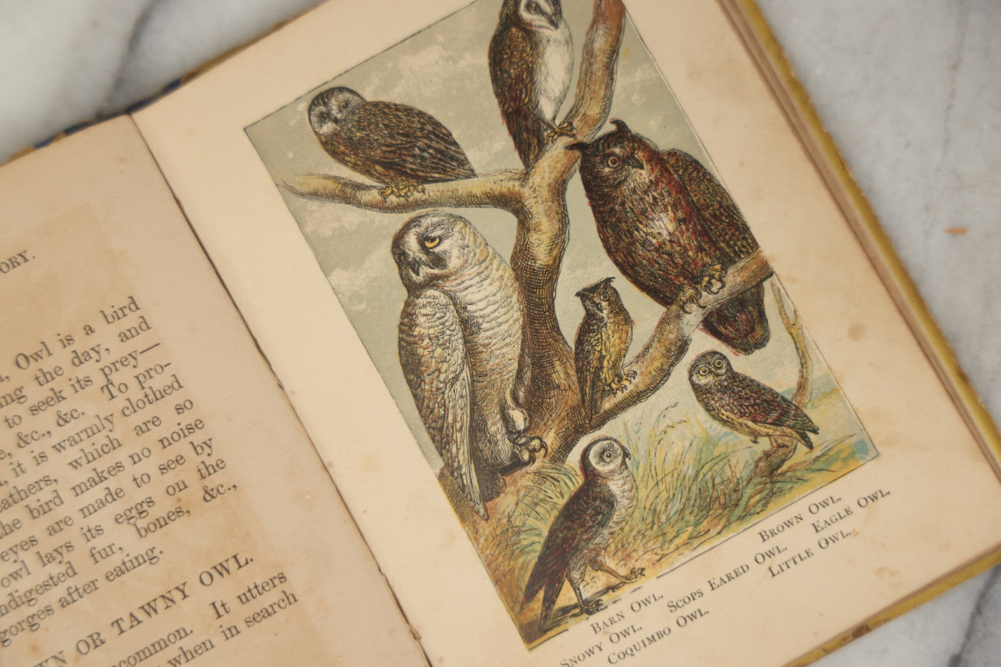 Lot 053 - "Warne's Picture Natural History: Birds And Animals" Antique Book Published By Frederick Warne & Co., London, Circa Late 19th Century