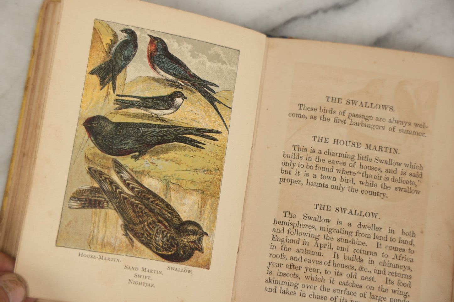 Lot 053 - "Warne's Picture Natural History: Birds And Animals" Antique Book Published By Frederick Warne & Co., London, Circa Late 19th Century